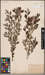 Foto von Salix aurita L.